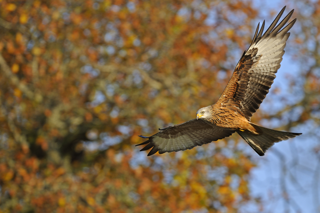Birds of prey Essex Wildlife Trust